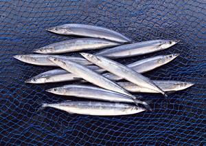 伝説のすた丼屋 綱島店｜ボリューム満点の丼と多彩なメニューが楽しめる人気店の詳細ガイド